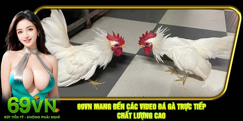 69VN mang đến các video đá gà trực tiếp chất lượng cao