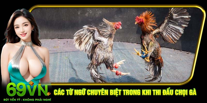 Các từ ngữ chuyên biệt trong khi thi đấu chọi gà