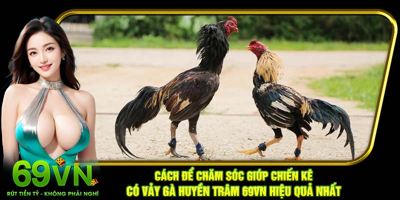 Cách để chăm sóc giúp chiến kê có vảy gà Huyền Trâm 69VN hiệu quả nhất