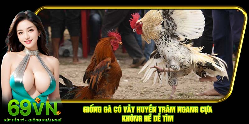 Giống gà có vảy Huyền Trâm ngang cựa không hề dễ tìm