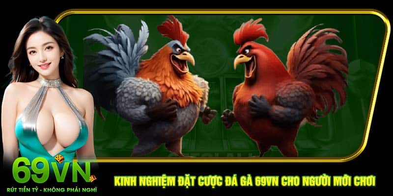 Kinh nghiệm đặt cược đá gà 69VN cho người mới chơi