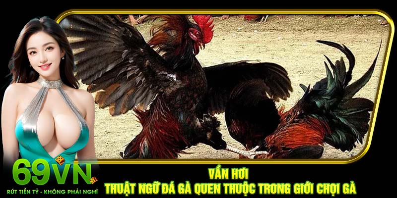 Vần hơi - Thuật ngữ đá gà quen thuộc trong giới chọi gà